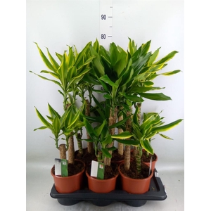 Dracaena frag.   ...mix 3