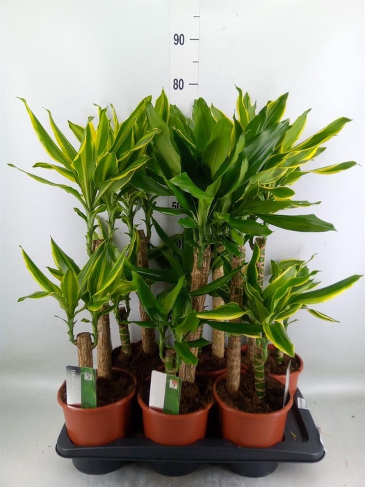 <h4>Dracaena frag.   ...mix 3</h4>