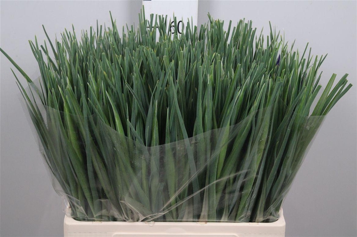 <h4>Iris Blue Magic</h4>