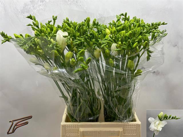 <h4>FR DU VOLANTE</h4>