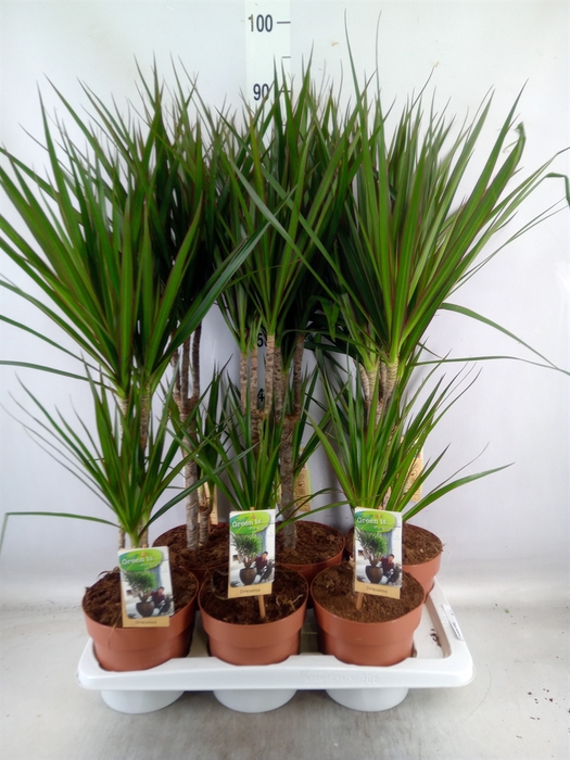 <h4>Dracaena marg.</h4>