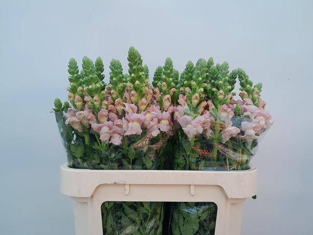 <h4>ANTIR AVIGNON PINK</h4>