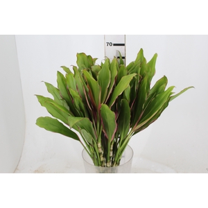 FOLHAGEM DRACENA ROSA CLARO