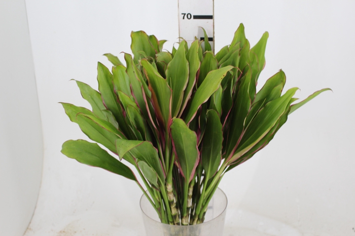 <h4>FOLHAGEM DRACENA ROSA CLARO</h4>