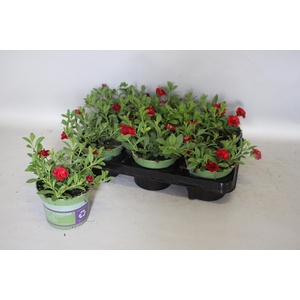 Calibrachoa Double Red
