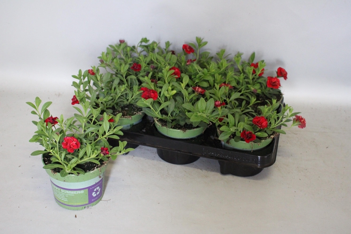 <h4>Calibrachoa Double Red</h4>