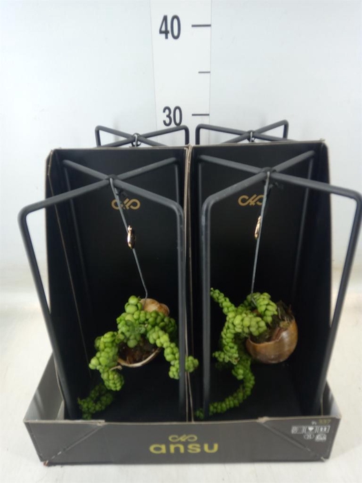 <h4>Dischidia nummul.</h4>