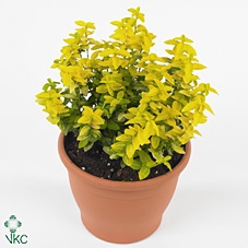 Euonymus fortunei Goldy