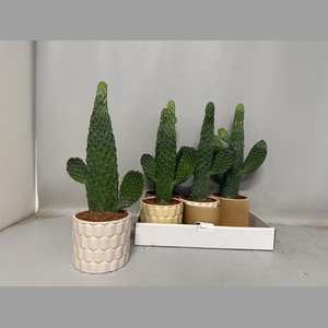 OPUNTIA