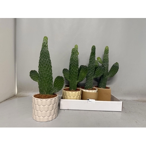 OPUNTIA