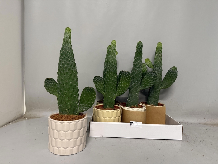 <h4>OPUNTIA</h4>