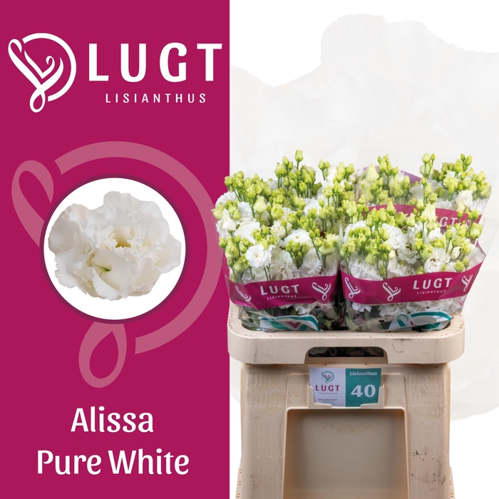 <h4>EUS G ALISSA PUR WHI</h4>