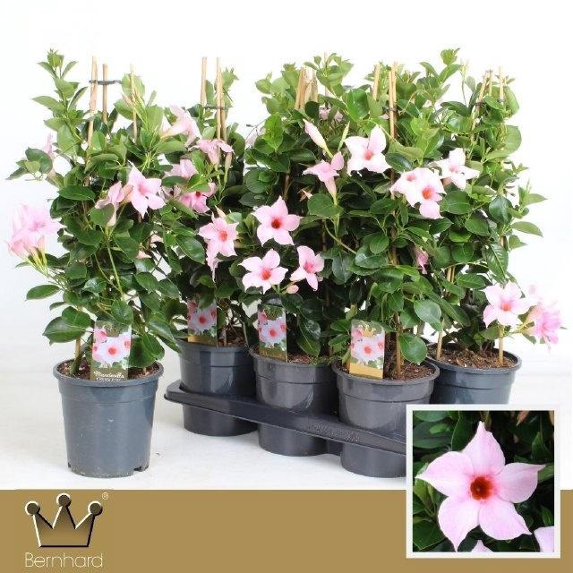 <h4>MANDE SUN CR PINK</h4>