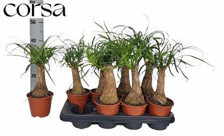 <h4>Beaucarnea Recur</h4>