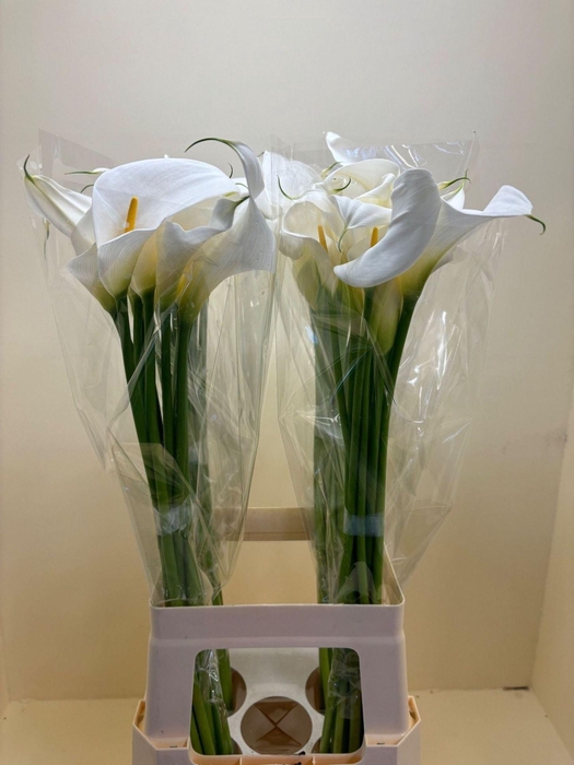 <h4>CALLA ZANT AETHIOPICA OV</h4>