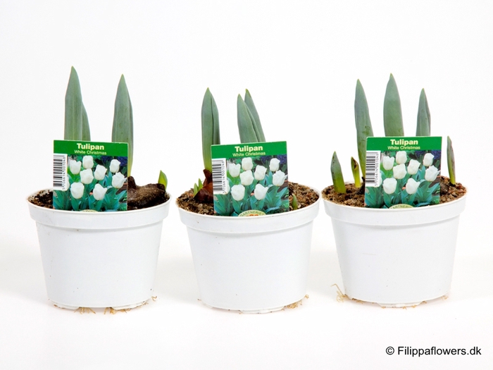 <h4>TULIPA FERGANICA P10</h4>