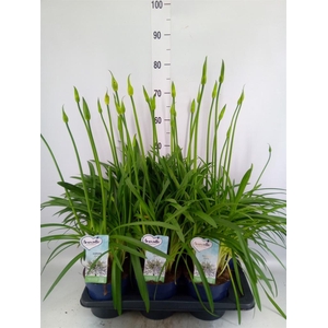 Agapanthus  'Amourette Superb Whit'