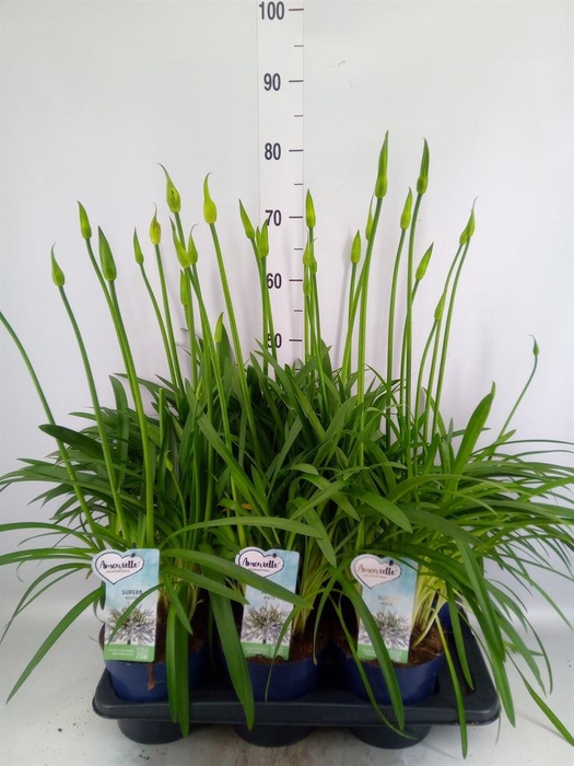 <h4>Agapanthus  'Amourette Superb Whit'</h4>