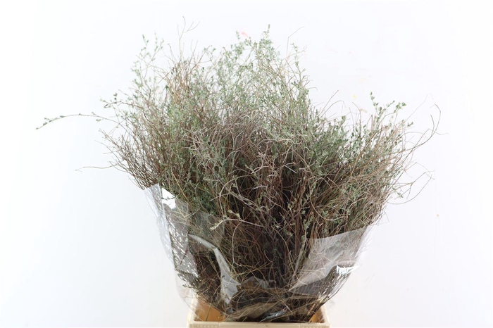 <h4>Thym Falso 200gr P Bunch</h4>