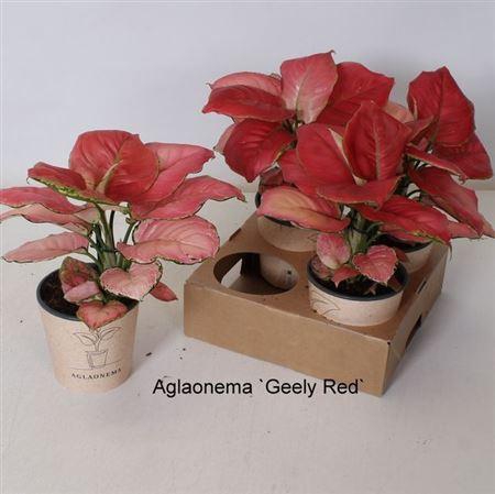 <h4>Aglao Greely Red</h4>