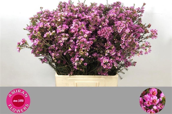 <h4>CHAME PAINTED LAD</h4>