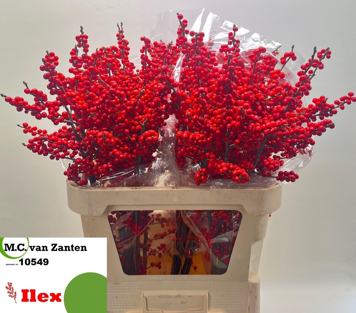 <h4>ILEX VE RODE BES</h4>