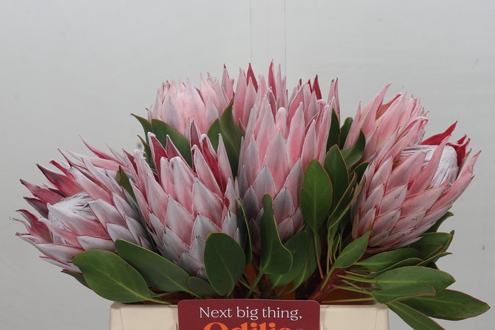 <h4>Protea Cynaroides</h4>