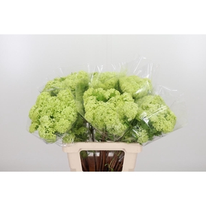 Viburnum Sneeuwbal 2+ Bal