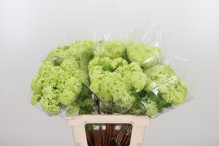 <h4>Viburnum Sneeuwbal 2+ Bal</h4>