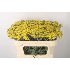 Achillea Moonshine
