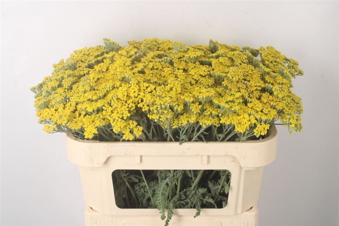 <h4>Achillea Moonshine</h4>