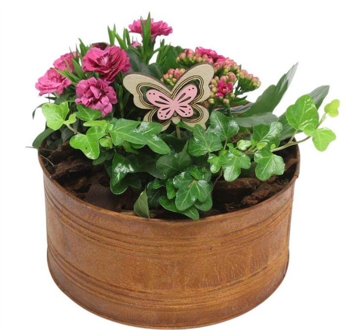 <h4>4688  SCHAAL ROEST DIANT</h4>