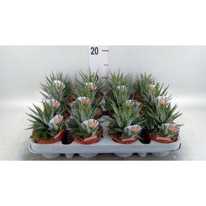 Haworthia fasciata 'Big Band'