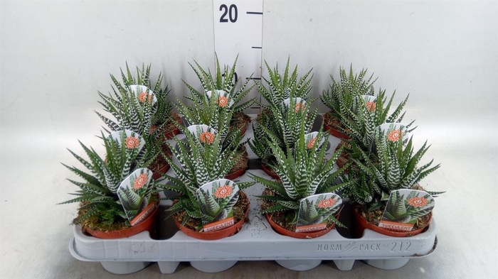 <h4>Haworthia fasciata 'Big Band'</h4>