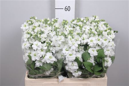 <h4>Matth Aida White</h4>