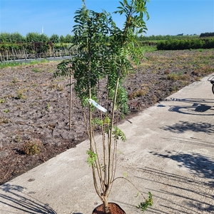 Sorbus aucuparia 'Autumn Spire' 125+