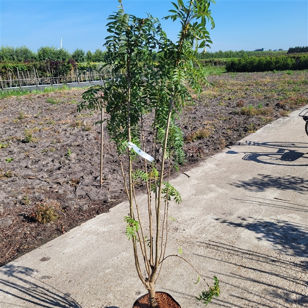 <h4>Sorbus aucuparia 'Autumn Spire' 125+</h4>