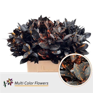 Ruscus Klb Black 60 Cm