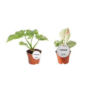 Syngonium