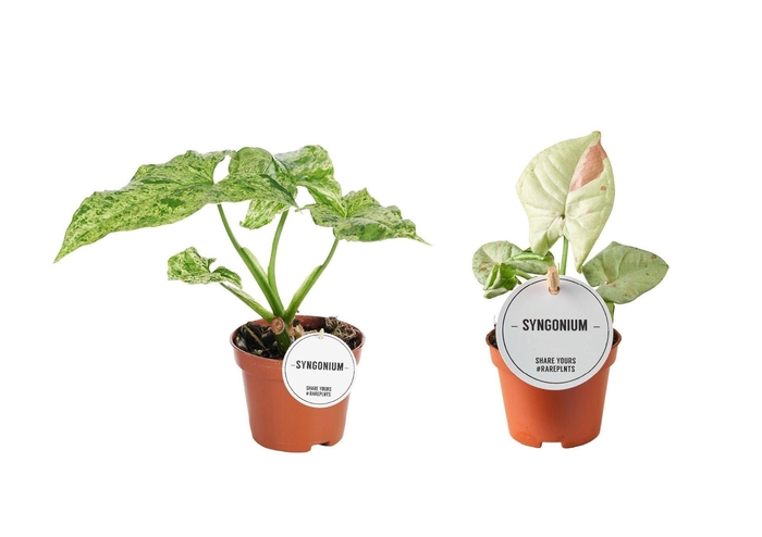 <h4>Syngonium</h4>