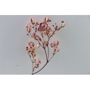 Dried Artz Bougainvillea Rafael Bunch Slv