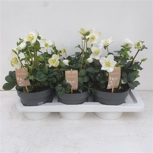 Helleborus Christmas Carol 17 cm Medium