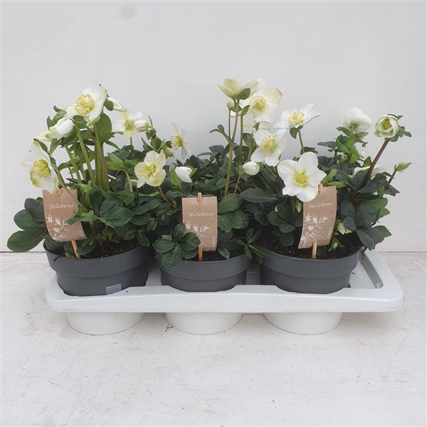 <h4>Helleborus Christmas Carol 17 cm Medium</h4>