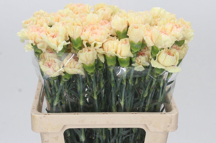 <h4>Dianthus St Apple Tea</h4>