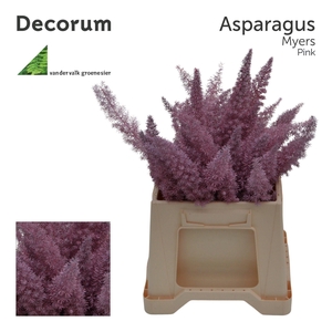 Asp myers Pink