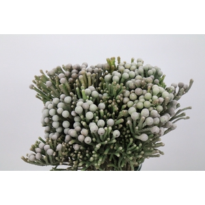 Kaaps Groen Silver Brunia