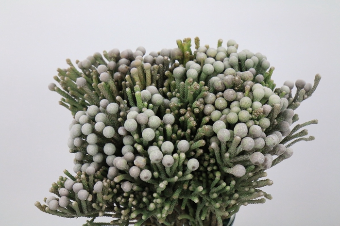 Kaaps Groen Silver Brunia