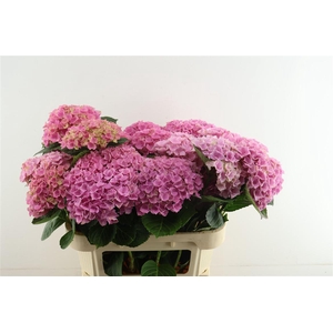 Hydr M Opal Branches 80-20