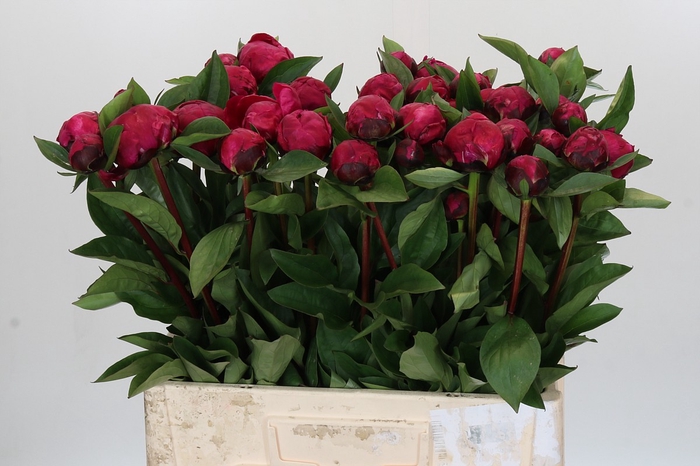 <h4>Paeonia Red Sarah Bernhardt</h4>
