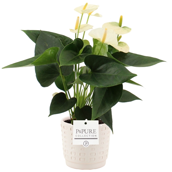 <h4>Anthurium Cocos in Pure Floor ceramics</h4>